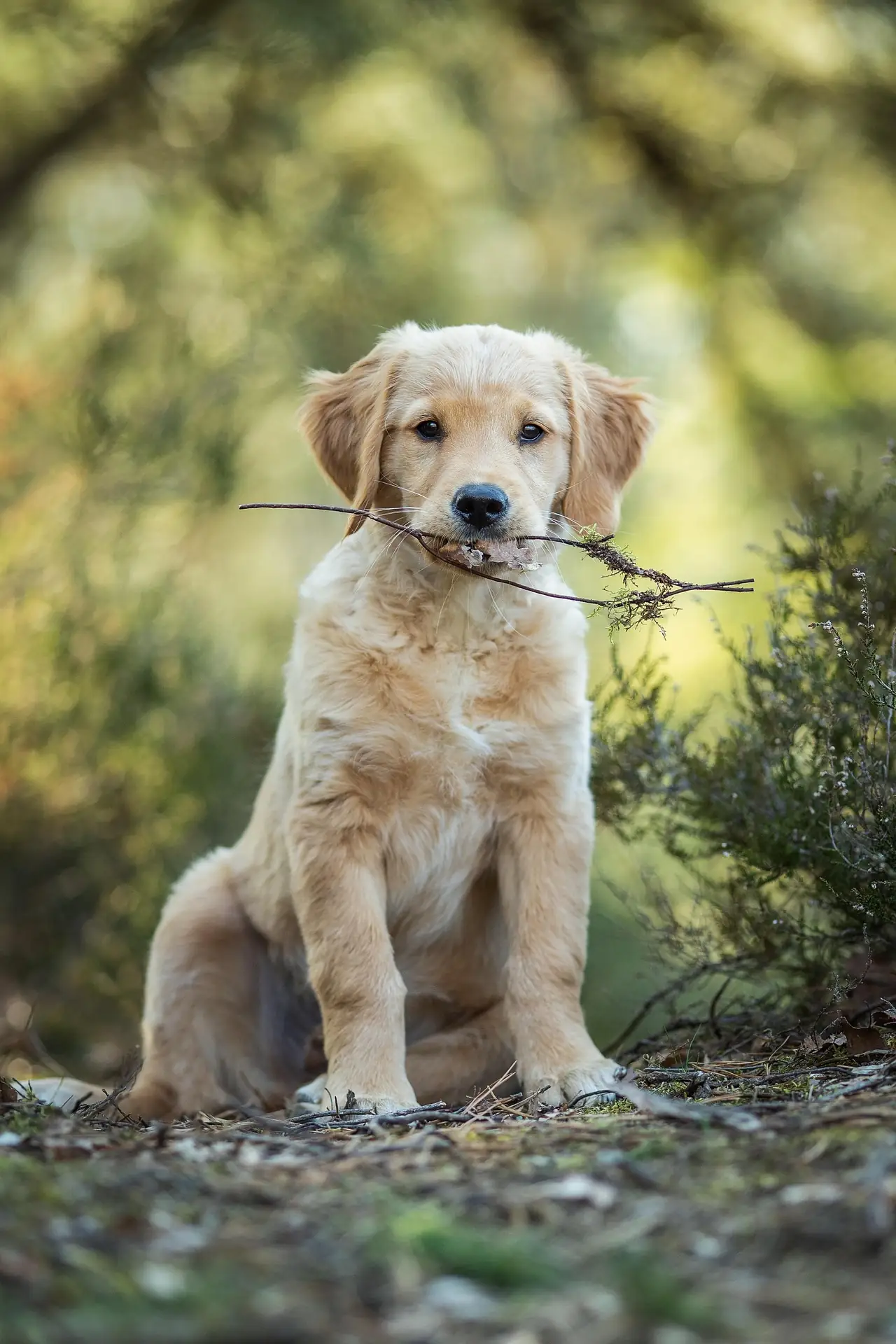 Puppies